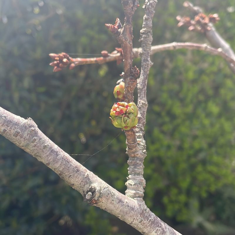 ACA1B9DE-BBF4-4F37-A39A-830E6481D096